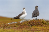 Chaluha prizivna - Stercorarius parasiticus - Arctic Skua 1805